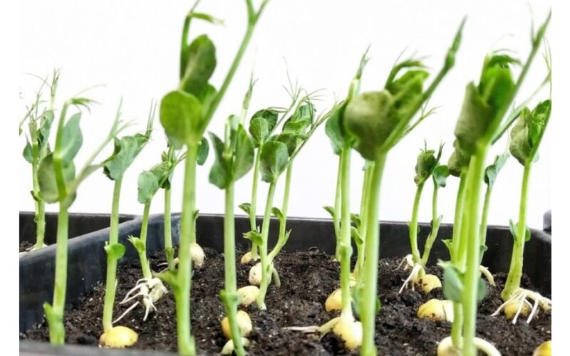 atgaivinant seniai saugotas sėklas