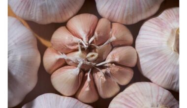 saugus kasdienis česnako skiltelės vartojimas