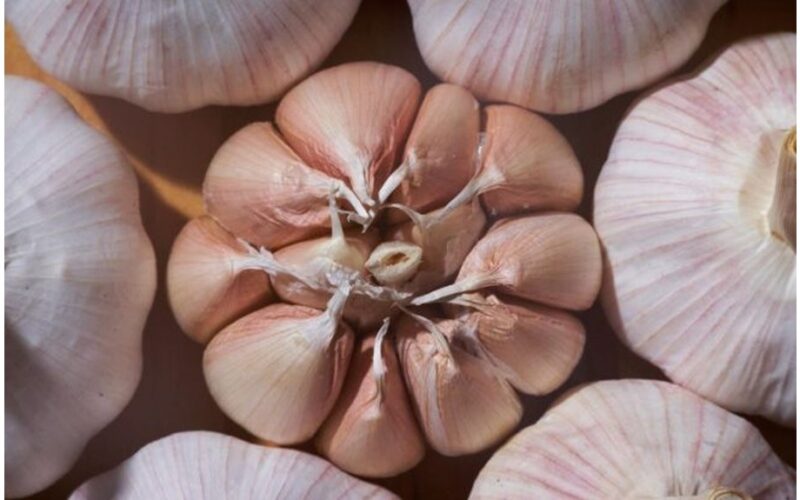 saugus kasdienis česnako skiltelės vartojimas