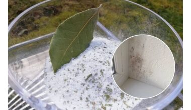 druskos indas su lauro lapais