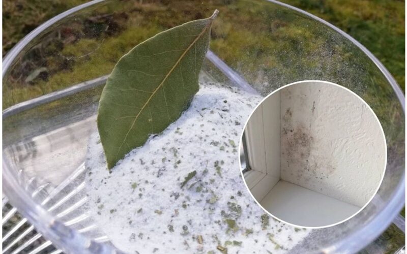 druskos indas su lauro lapais