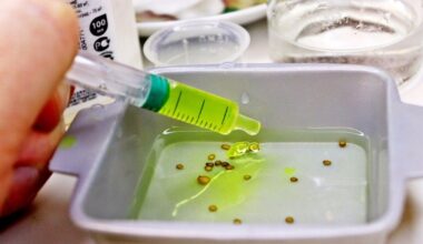 sėklos žūva, jei mirkomos