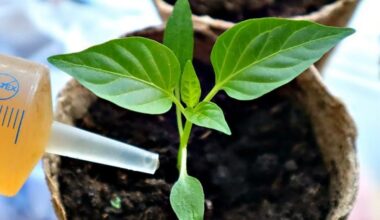 sėklos daigina kaip teptukai