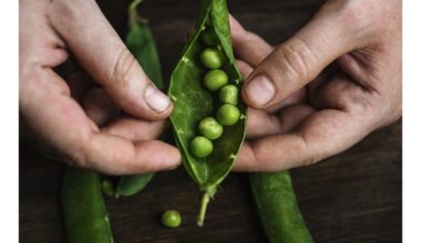 Žirnių pardavimas kaimynams