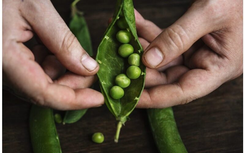 Žirnių pardavimas kaimynams