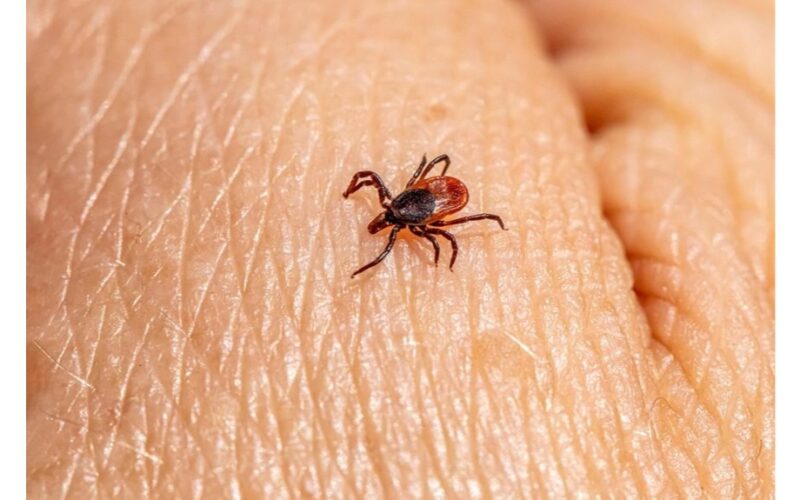 ji nekenčia šito kvapo