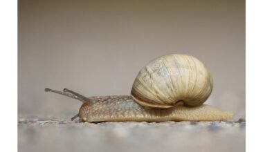 šliužai sudeginti verdančiu vandeniu
