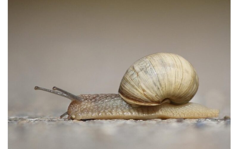 šliužai sudeginti verdančiu vandeniu