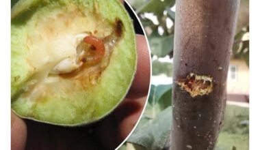 išmanieji sodininkai purškią vieną kartą