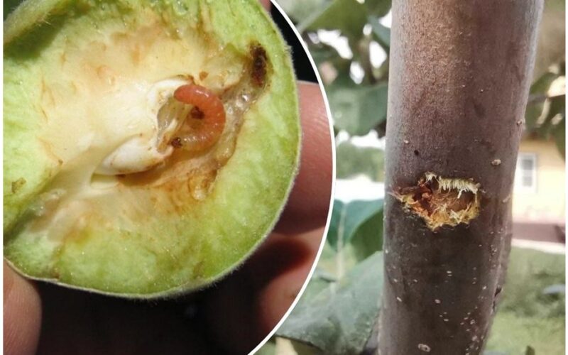 išmanieji sodininkai purškią vieną kartą