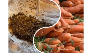 mirkykite šešias valandas daigai greitai