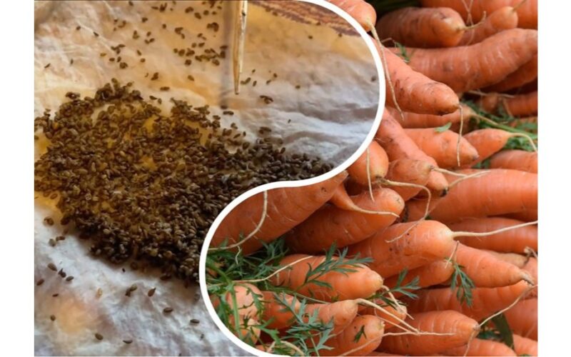 mirkykite šešias valandas daigai greitai