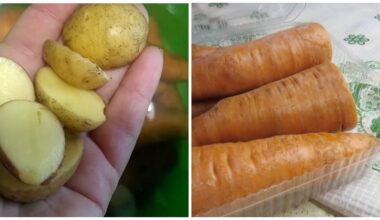 mirkyti morkos tampa traškios per naktį