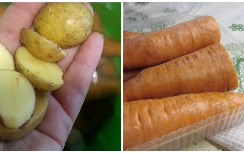 mirkyti morkos tampa traškios per naktį