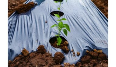 dirva paruošta greitam sodinimui