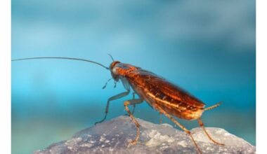Netrukus prasidėsiantis tarakonų antplūdis