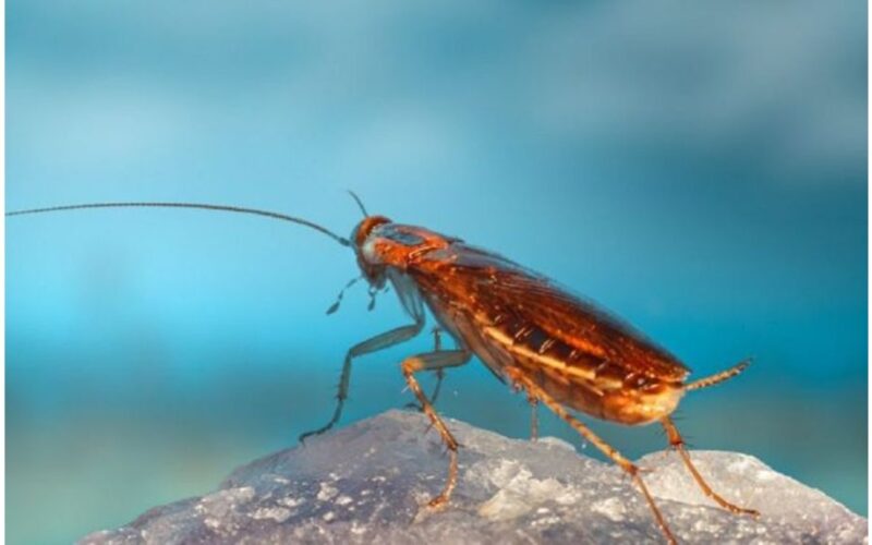 Netrukus prasidėsiantis tarakonų antplūdis