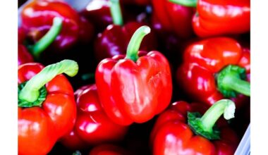 pagreitinti paprikos dygimą 12 val