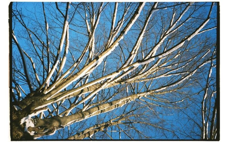 pavasarinis tręšimas reikalauja koregavimo
