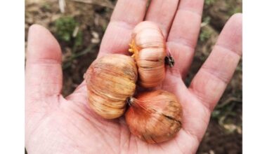 pavasario sodinimas trigubina žiedus
