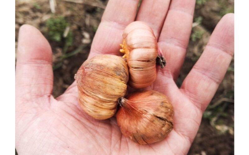 pavasario sodinimas trigubina žiedus