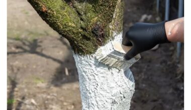 Pavasarinio medžių balinimo klaidos