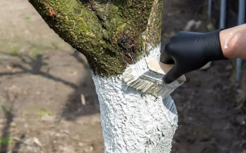 Pavasarinio medžių balinimo klaidos