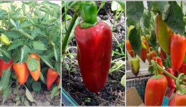 stabili saldi papriko veislė