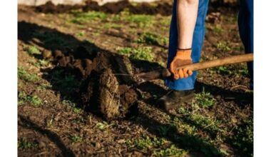 pradėti sėti kovo mėnesį