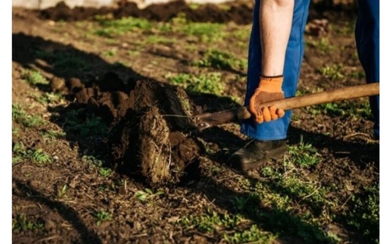 pradėti sėti kovo mėnesį