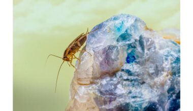 lipni juosta tarakonas sudie