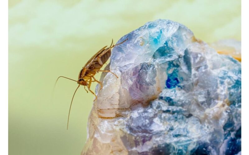 lipni juosta tarakonas sudie