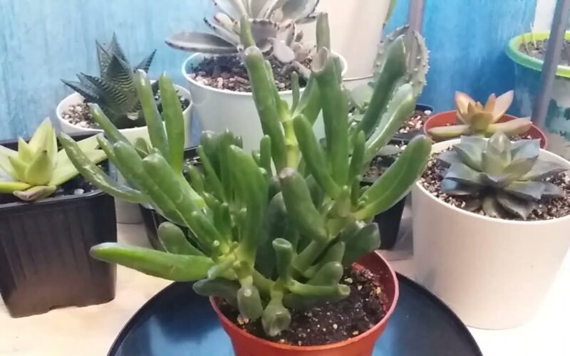 sukulentų lapai geltonuoja