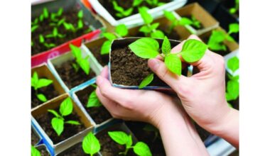 saulėta pipirų daigai sugadinta taisyklės