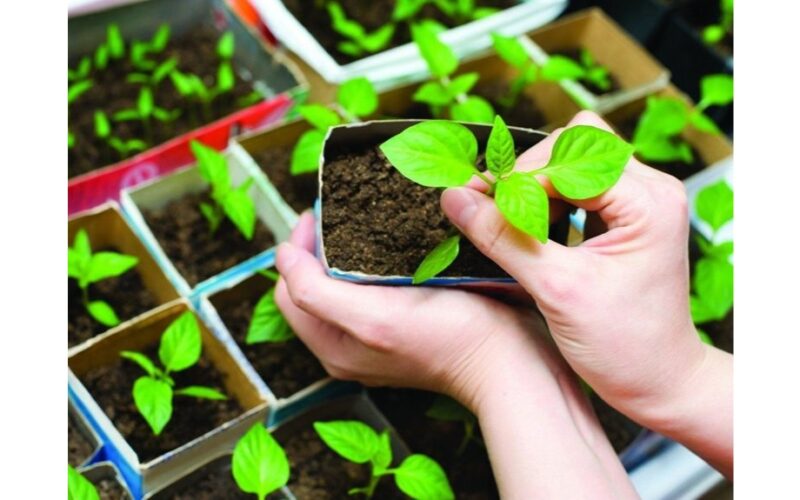 saulėta pipirų daigai sugadinta taisyklės