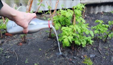 trys būtiniausi aviečių tręšimai