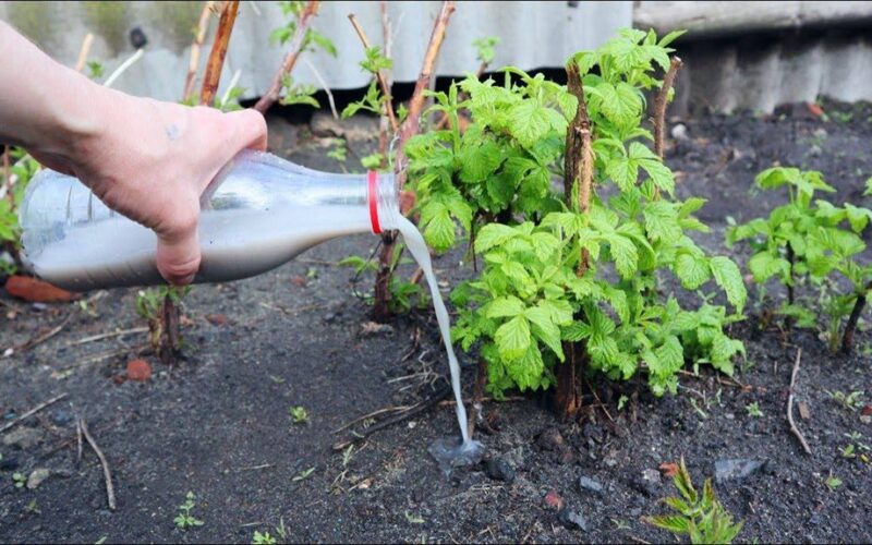 trys būtiniausi aviečių tręšimai