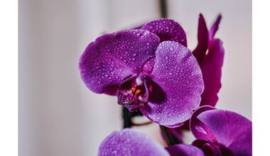 trys nauji žiedynai