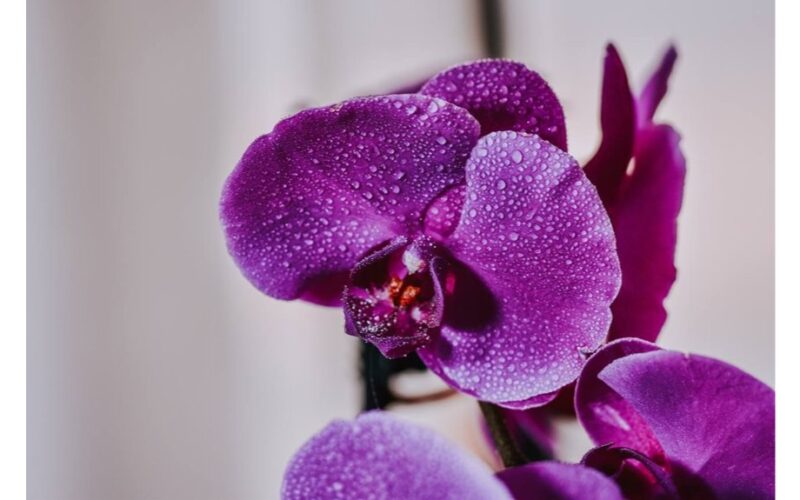 trys nauji žiedynai