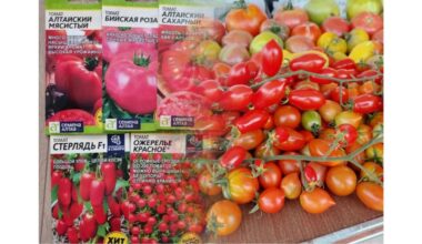 pomidorų sėklos sukėlė sujudimą