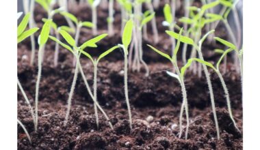 per daug žalingų praktikų