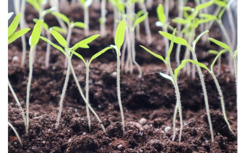 per daug žalingų praktikų