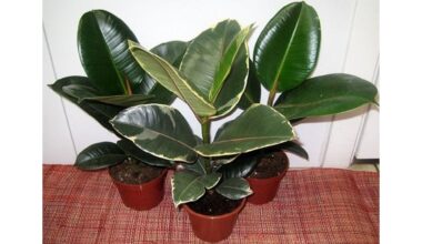 towels preserve plant moisture