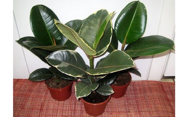 towels preserve plant moisture