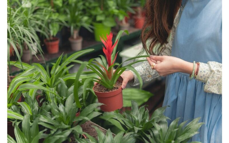 Apkirpkite savo augalus stipriau