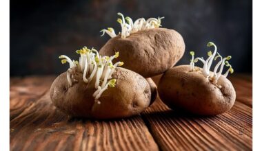 naudoti bulvių daigus kūrybiškai