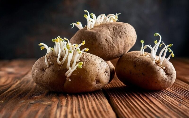 naudoti bulvių daigus kūrybiškai