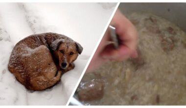 šilti maisto patiekalai benamiams gyvūnams