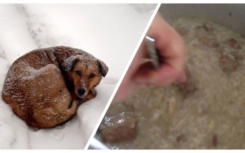 šilti maisto patiekalai benamiams gyvūnams