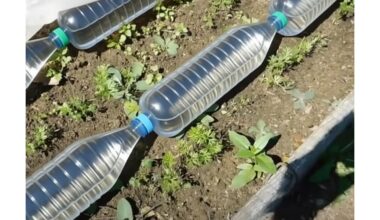 šiltnamio dirvos šildymas buteliais